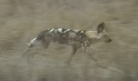 Wilde hond (Hwange)